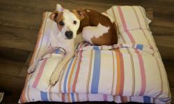 Found/Stray Female Dog last seen Highway 61, Cartersville, GA 30120