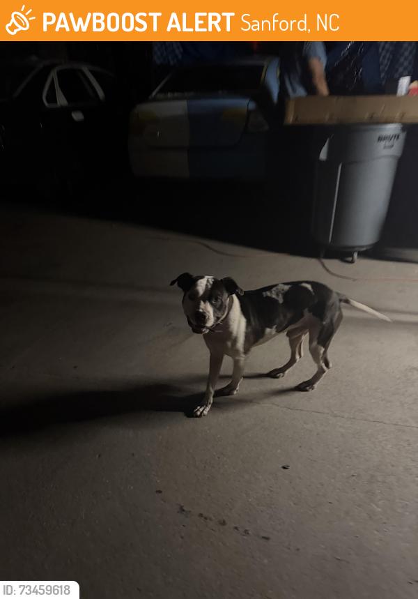 Found/Stray Male Dog last seen At intersection by GT Car Wash on Horner/Wicker, Sanford, NC 27330