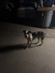 Found/Stray Male Dog last seen At intersection by GT Car Wash on Horner/Wicker, Sanford, NC 27330