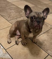 Lost Male Dog last seen planz and cottonwood, Bakersfield, CA 93307