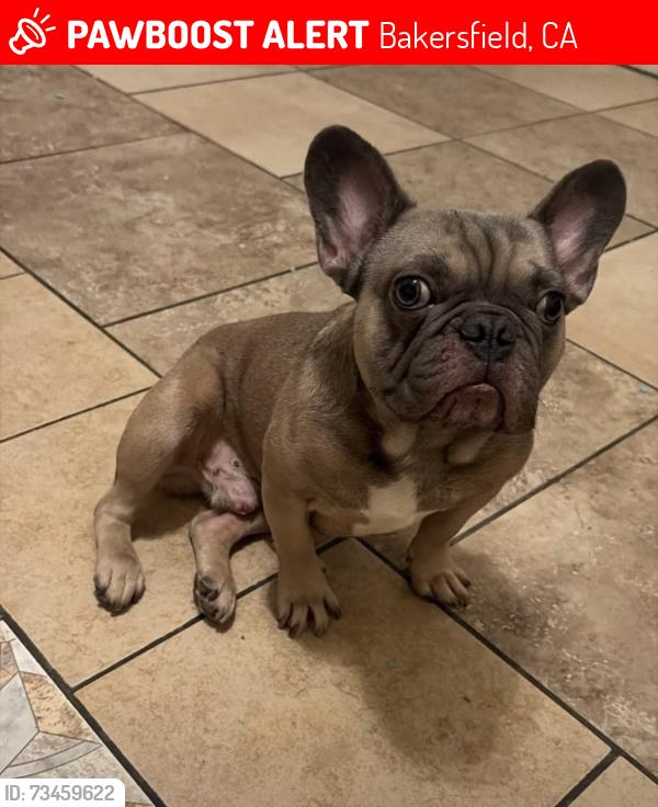 Lost Male Dog last seen planz and cottonwood, Bakersfield, CA 93307