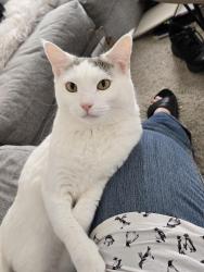 Lost Female Cat last seen Snider mason road Greenbriar sub div, Mason, OH 45040