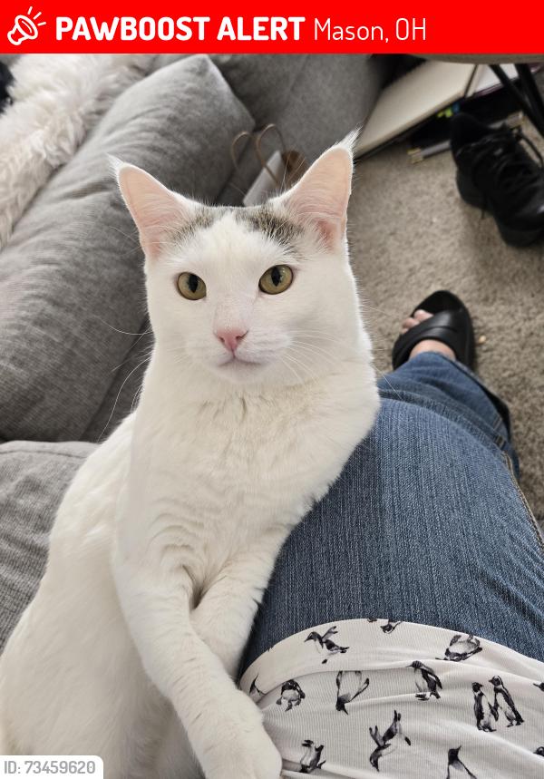 Lost Female Cat last seen Snider mason road Greenbriar sub div, Mason, OH 45040
