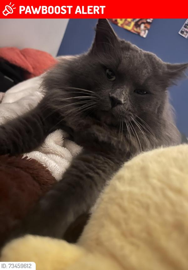 Lost Male Cat last seen West lakes shore, West Lakes Shore, SA 5020