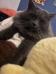 Lost Male Cat last seen West lakes shore, West Lakes Shore, SA 5020