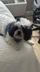 Lost Female Dog last seen Near Vierra Canyon Road, Salinas, CA 93907