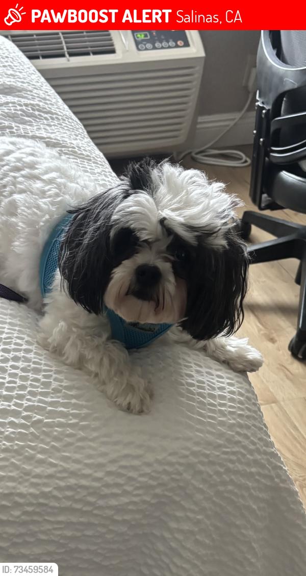 Lost Female Dog last seen Near Vierra Canyon Road, Salinas, CA 93907