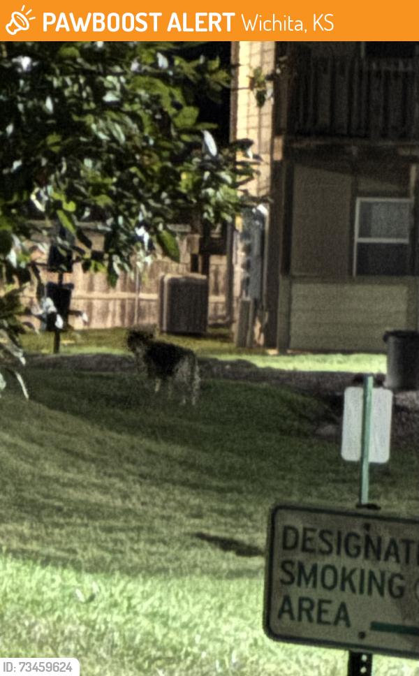 Found/Stray Unknown Dog last seen Willow creek apt, Wichita, KS 67220