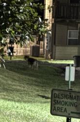 Found/Stray Unknown Dog last seen Willow creek apt, Wichita, KS 67220