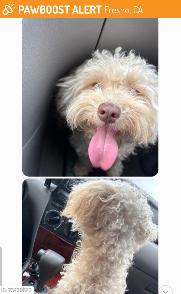 Found/Stray Unknown Dog last seen Belmont and Abby. FRESNO,CA, Fresno, CA 93701