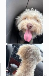 Found/Stray Unknown Dog last seen Belmont and Abby. FRESNO,CA, Fresno, CA 93701