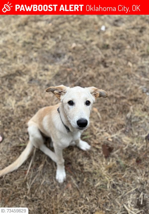 Lost Female Dog last seen 101–111 NW 13th St Oklahoma City, OK 73103 United States, Oklahoma City, OK 73107