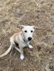Lost Female Dog last seen 101–111 NW 13th St Oklahoma City, OK 73103 United States, Oklahoma City, OK 73107