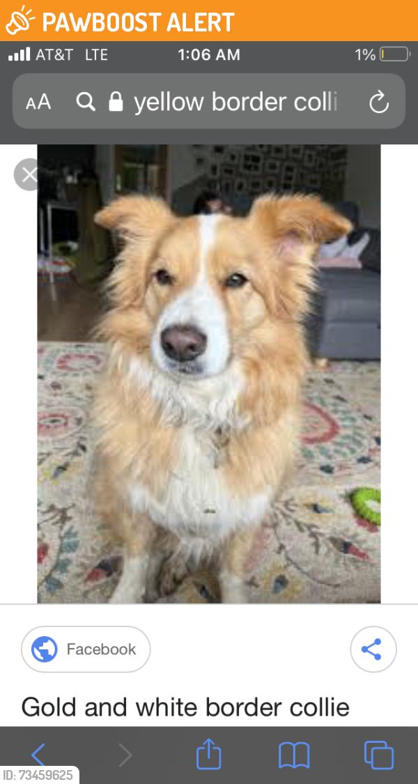 Found/Stray Male Dog last seen Grunder 43rd by glen wood middle school, Jackson Township, OH 44718