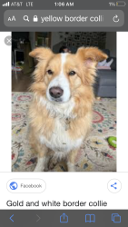 Found/Stray Male Dog last seen Grunder 43rd by glen wood middle school, Jackson Township, OH 44718