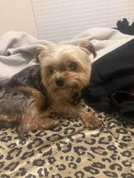 Found/Stray Unknown Dog last seen Near pacific blvd, Boca Raton, FL 33433