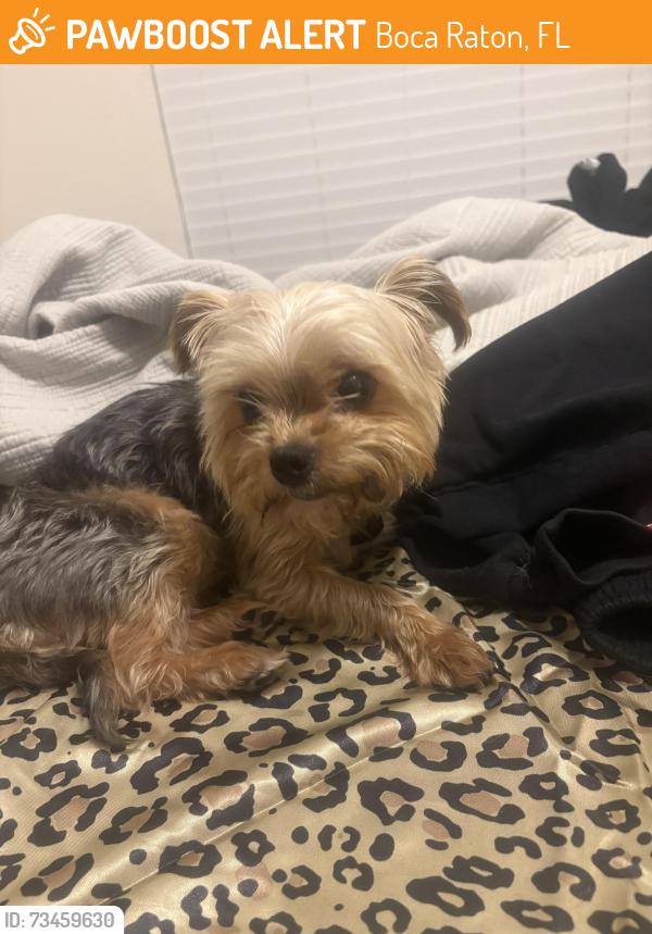 Found/Stray Unknown Dog last seen Near pacific blvd, Boca Raton, FL 33433