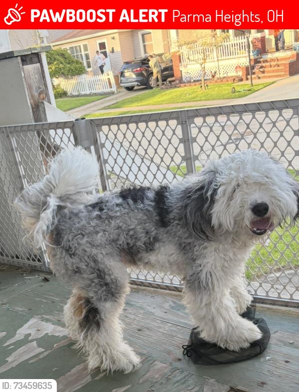 Lost Male Dog last seen Corner of Stump Rd, Huffman Rd, Parma Heights, OH 44130