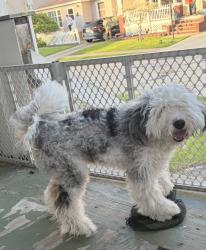 Lost Male Dog last seen Corner of Stump Rd, Huffman Rd, Parma Heights, OH 44130