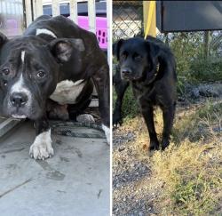 Found/Stray Unknown Dog last seen Gary Animal Control, Gary, IN 46402