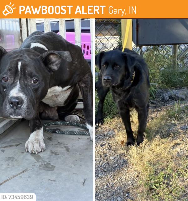Found/Stray Unknown Dog last seen Gary Animal Control, Gary, IN 46402