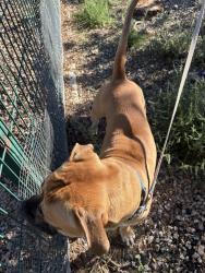 Found/Stray Male Dog last seen Shirley st @ Chico rd ne, Albuquerque, NM 87123