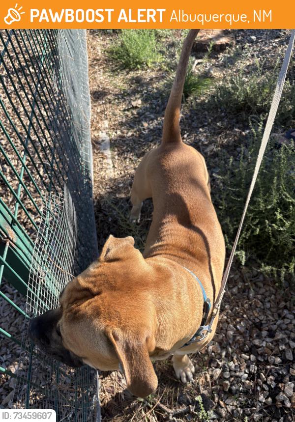 Found/Stray Male Dog last seen Shirley st @ Chico rd ne, Albuquerque, NM 87123