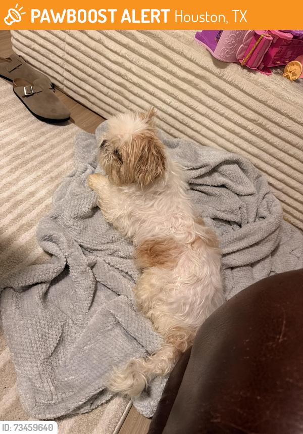 Found/Stray Male Dog last seen S park view, Houston, TX 77084