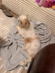 Found/Stray Male Dog last seen S park view, Houston, TX 77084