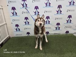 Shelter Stray Male Dog last seen , 2769 Conroy Rd, Orlando, FL 32839, USA