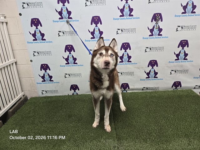 Shelter Stray Male Dog last seen , 2769 Conroy Rd, Orlando, FL 32839, USA