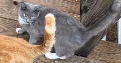 Lost Male Cat last seen Close to wamplers sausage, Lenoir City, TN 37771