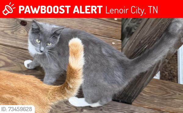 Lost Male Cat last seen Close to wamplers sausage, Lenoir City, TN 37771