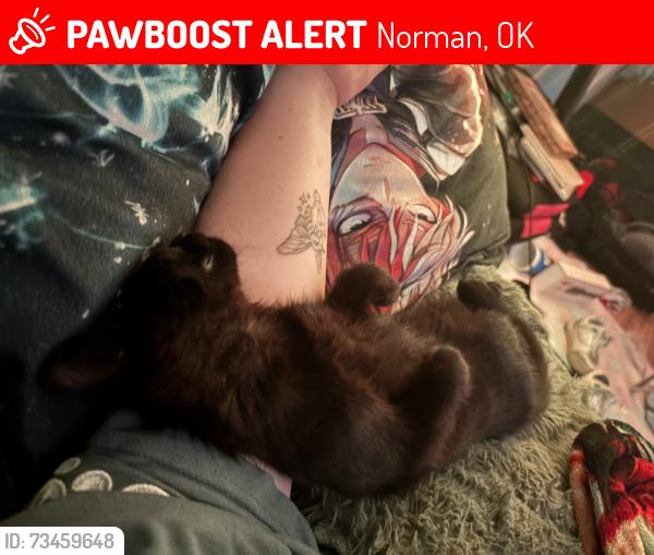 Lost Female Cat last seen 12th and Boyd, Norman, OK 73071