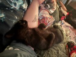 Lost Female Cat last seen 12th and Boyd, Norman, OK 73071