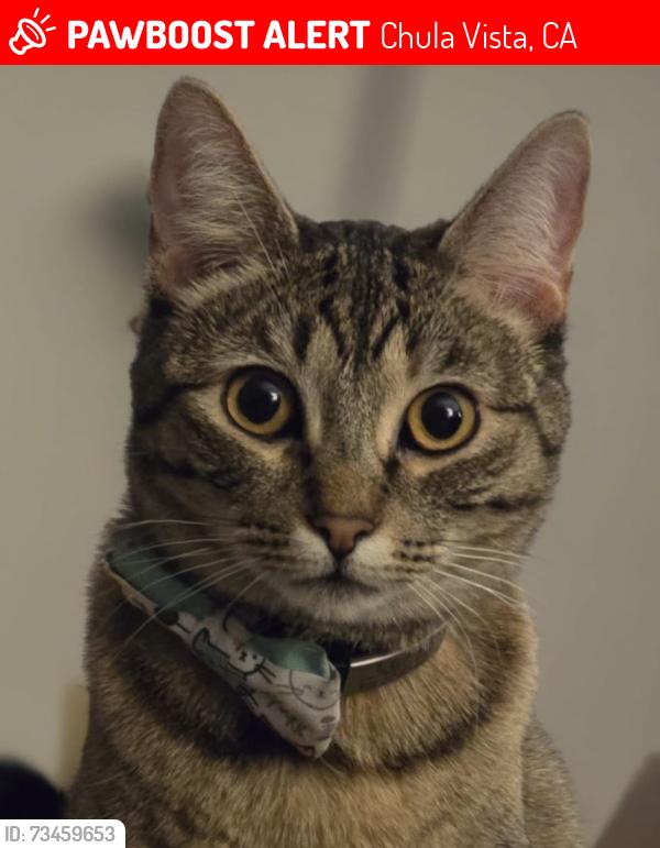 Lost Female Cat last seen Geyserville st and haglar way, Chula Vista, CA 91913