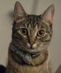Lost Female Cat last seen Geyserville st and haglar way, Chula Vista, CA 91913