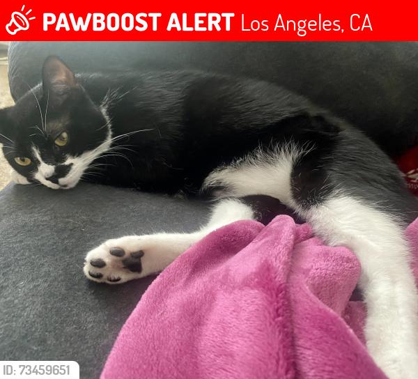 Lost Male Cat last seen Victory, Los Angeles, CA 91306