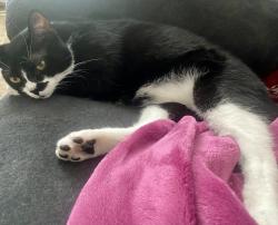 Lost Male Cat last seen Victory, Los Angeles, CA 91306