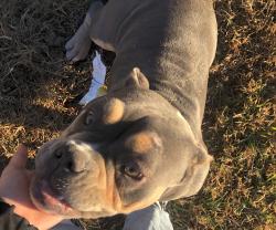 Lost Female Dog last seen legion hut rd mabelvale area, Little Rock, AR 72103