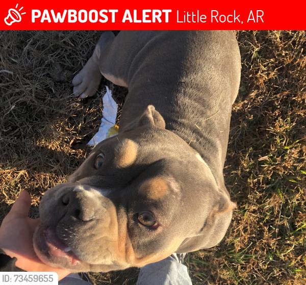 Lost Female Dog last seen legion hut rd mabelvale area, Little Rock, AR 72103