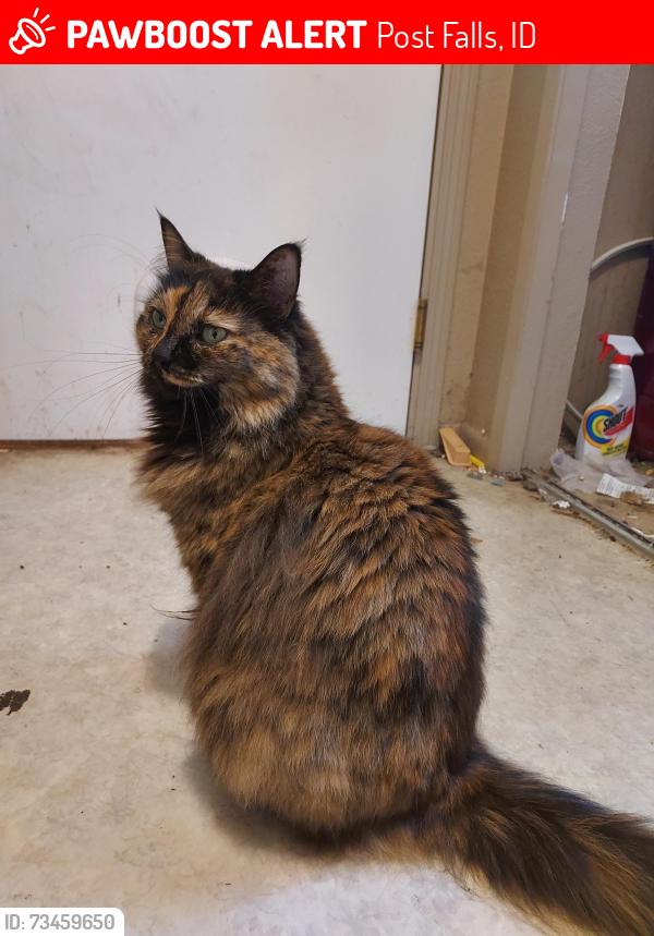 Lost Female Cat last seen Chase Road and Prarie Avenue, Post Falls, ID 83854