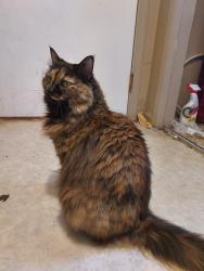 Lost Female Cat last seen Chase Road and Prarie Avenue, Post Falls, ID 83854