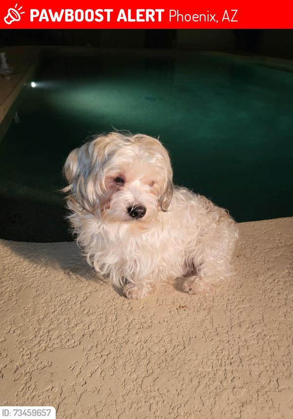 Lost Male Dog last seen Calle del sol y 111 ave, Phoenix, AZ 85037