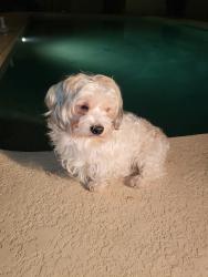 Lost Male Dog last seen Calle del sol y 111 ave, Phoenix, AZ 85037