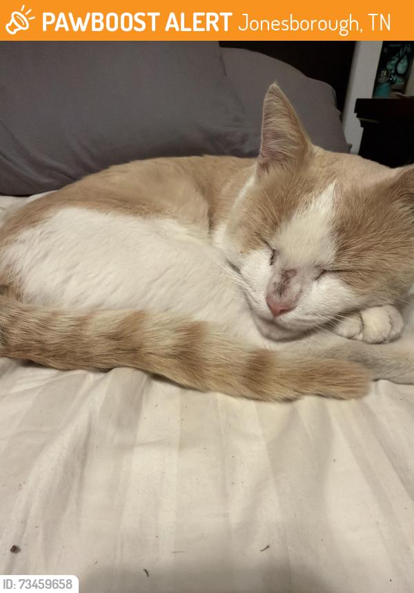 Found/Stray Unknown Cat last seen Dunkin, Jonesborough, TN 37659