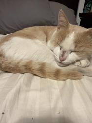 Found/Stray Unknown Cat last seen Dunkin, Jonesborough, TN 37659