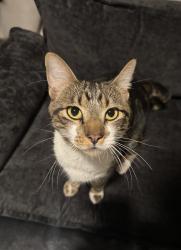 Found/Stray Male Cat last seen Callie Kirkpatrick, Menifee, CA 92584