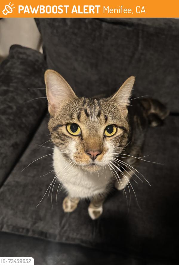Found/Stray Male Cat last seen Callie Kirkpatrick, Menifee, CA 92584