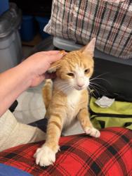 Found/Stray Unknown Cat last seen Near Tacony regional train, Philadelphia, PA 19135
